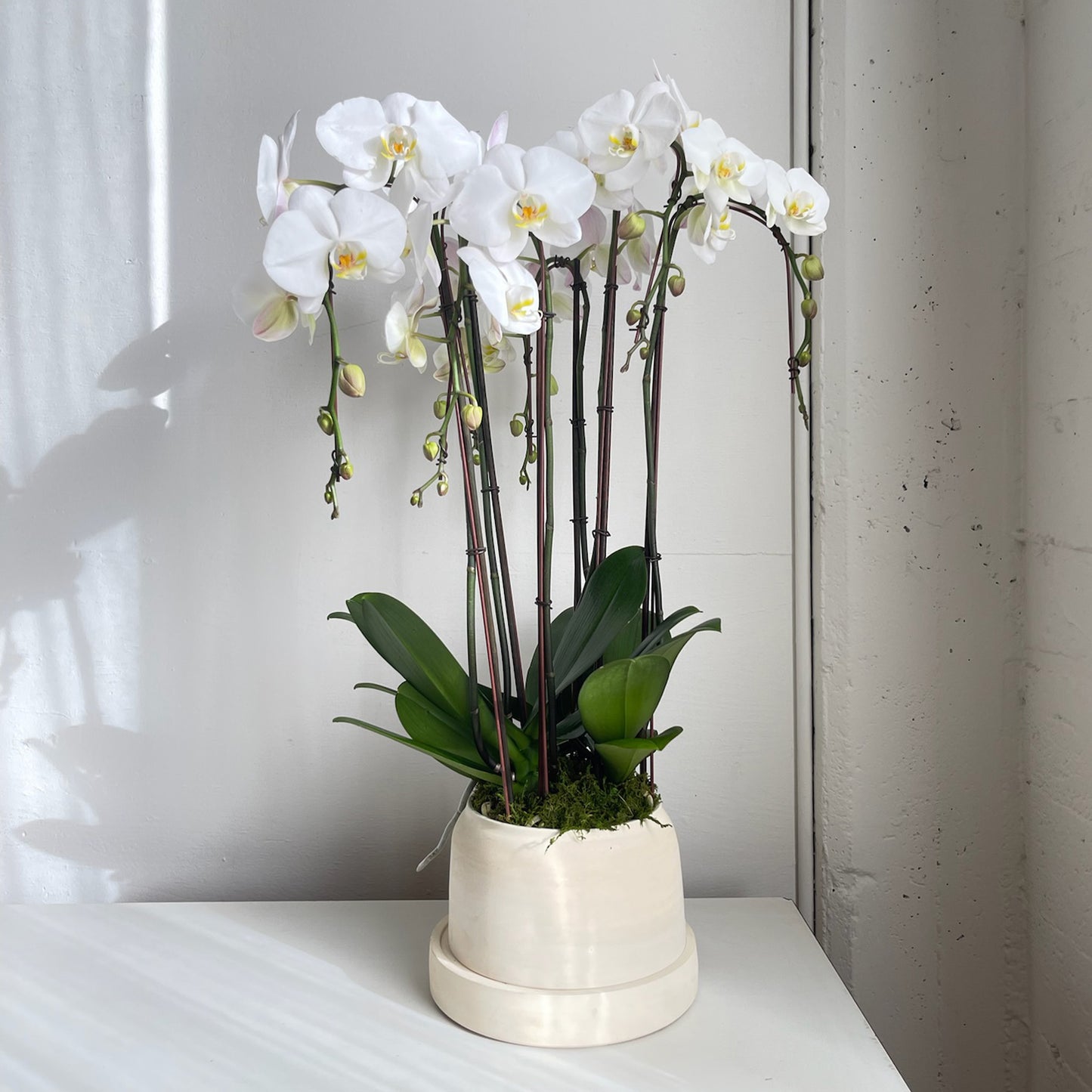 White Stoneware Orchids