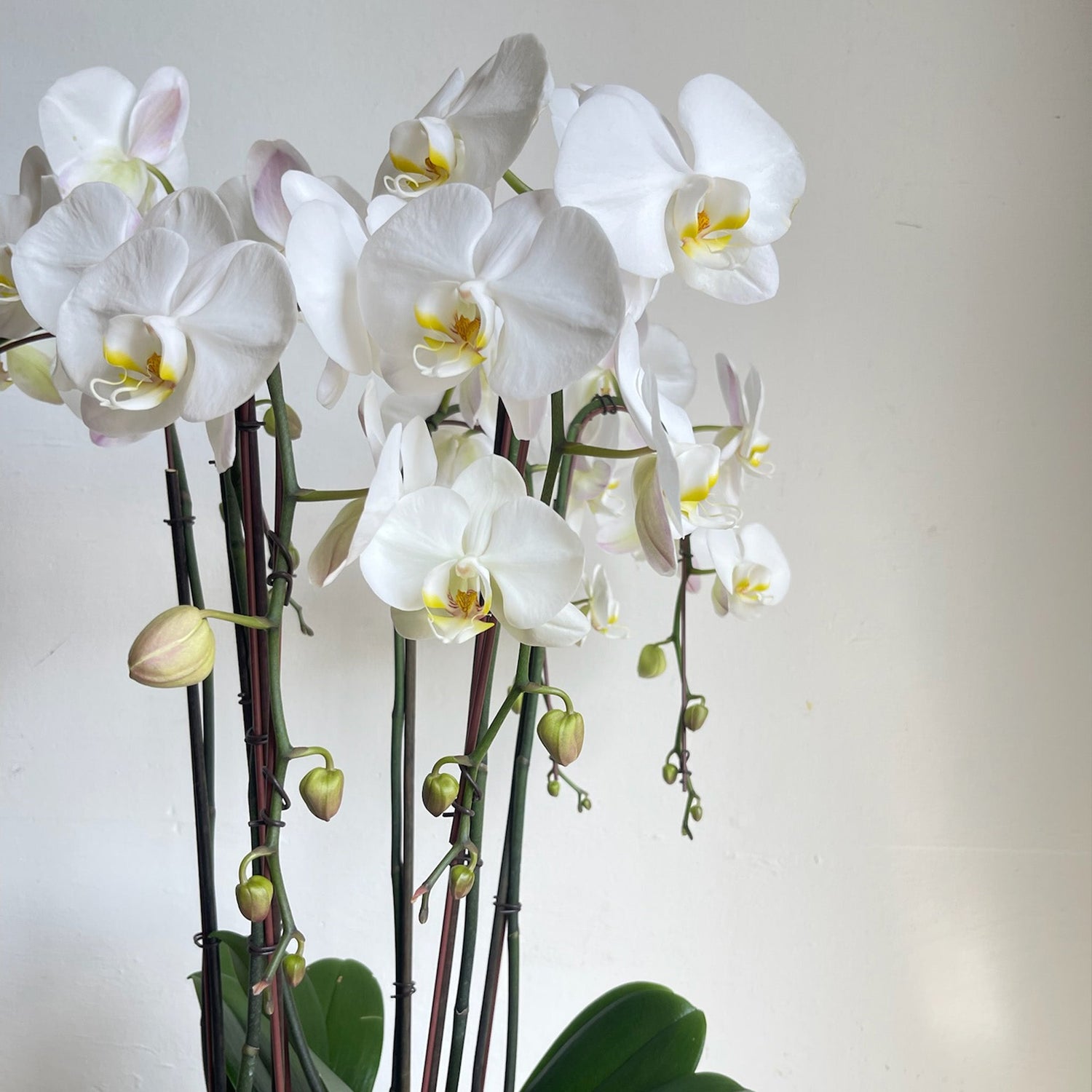 Orchids