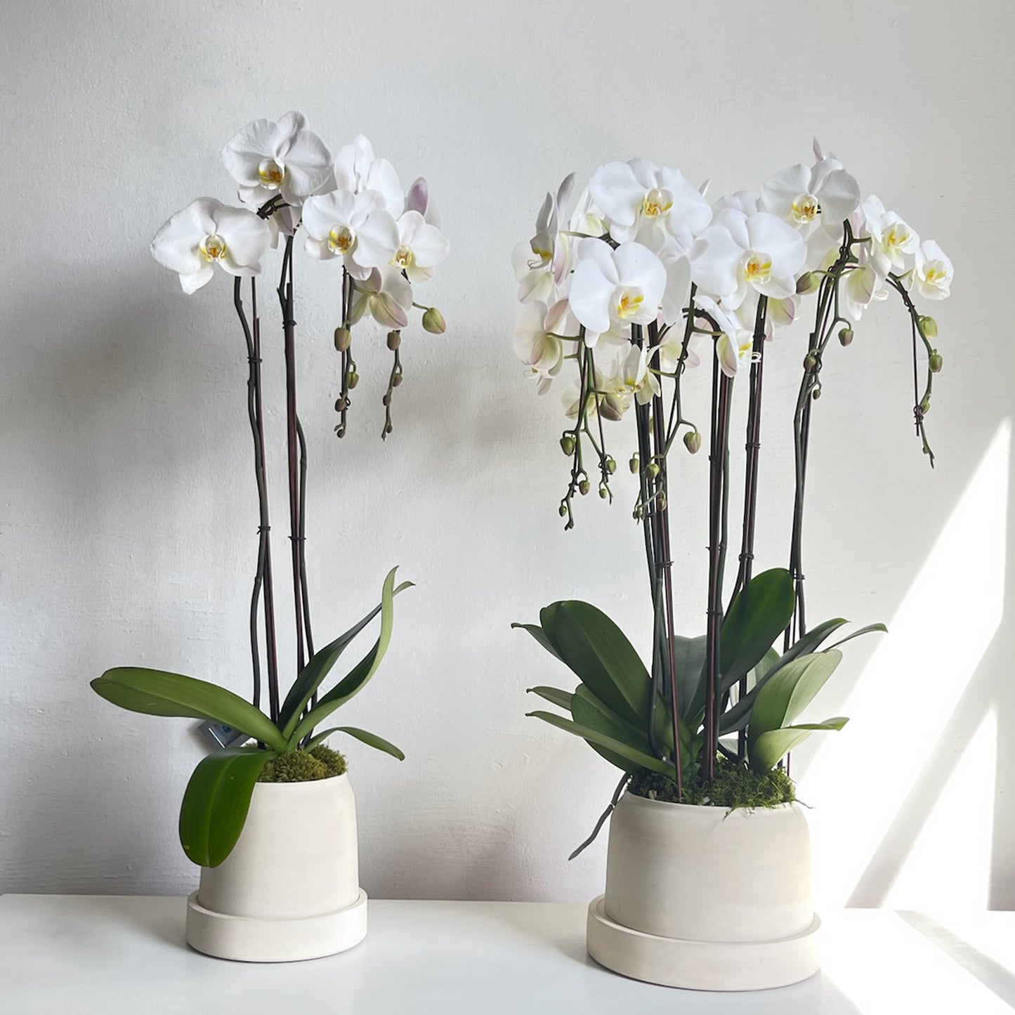 White Stoneware Orchids