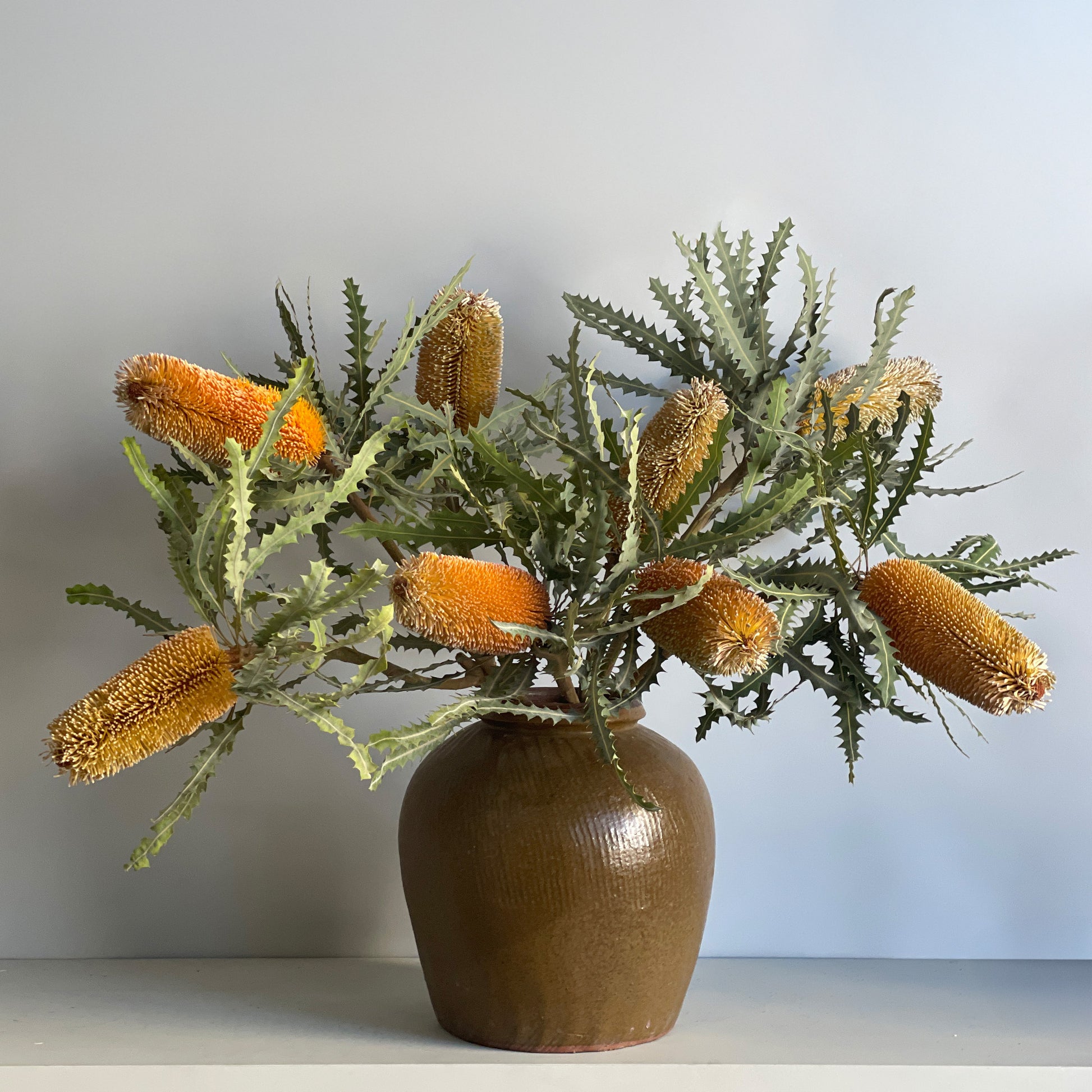 A fresh arrangement of Banksia in an olive-green ceramic ginger jar, showcasing the vibrant golden blooms and spiky foliage of the Banksia stems.