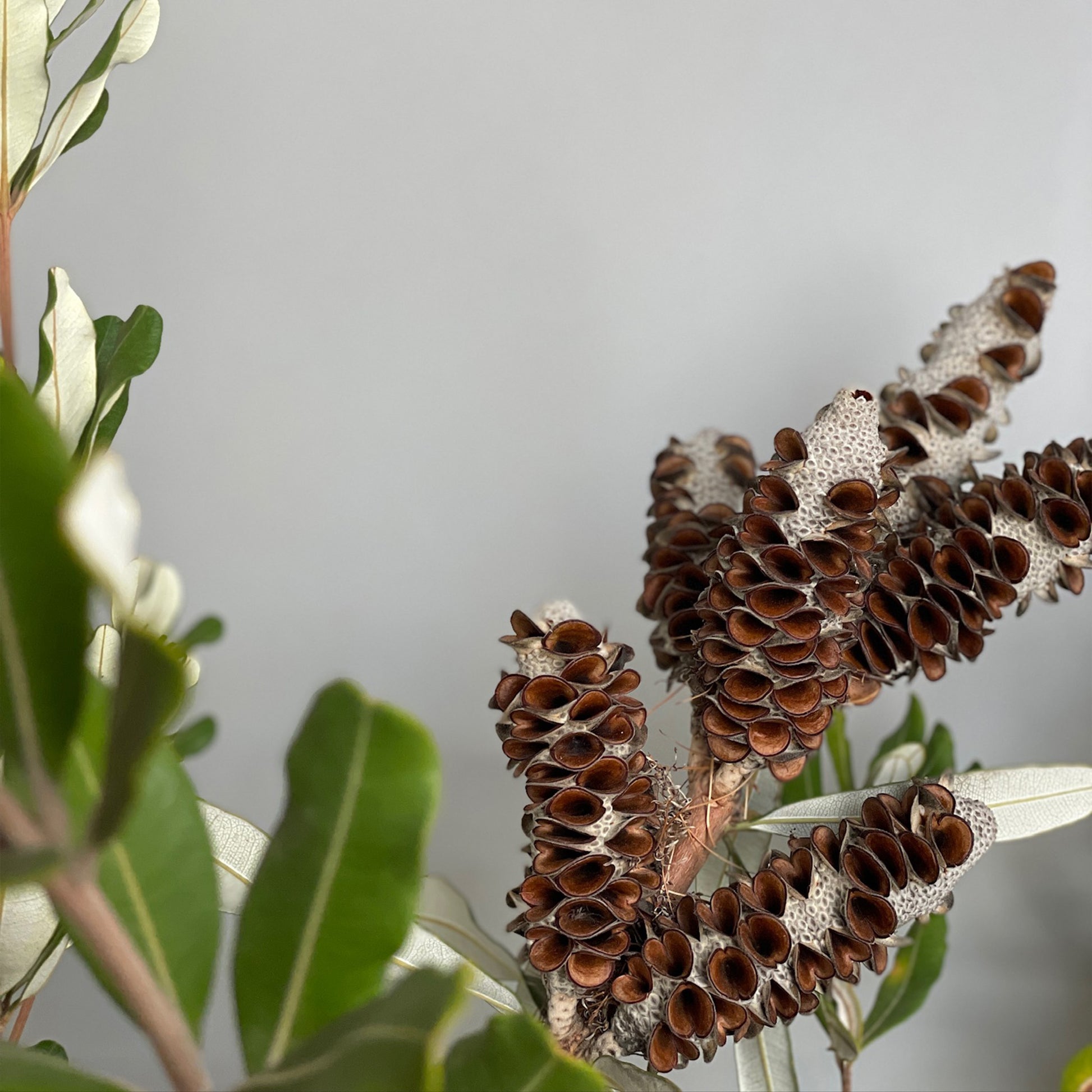 Detailed view of sculptural integrifolia cones and lush leaves highlighting natural texture and beauty.