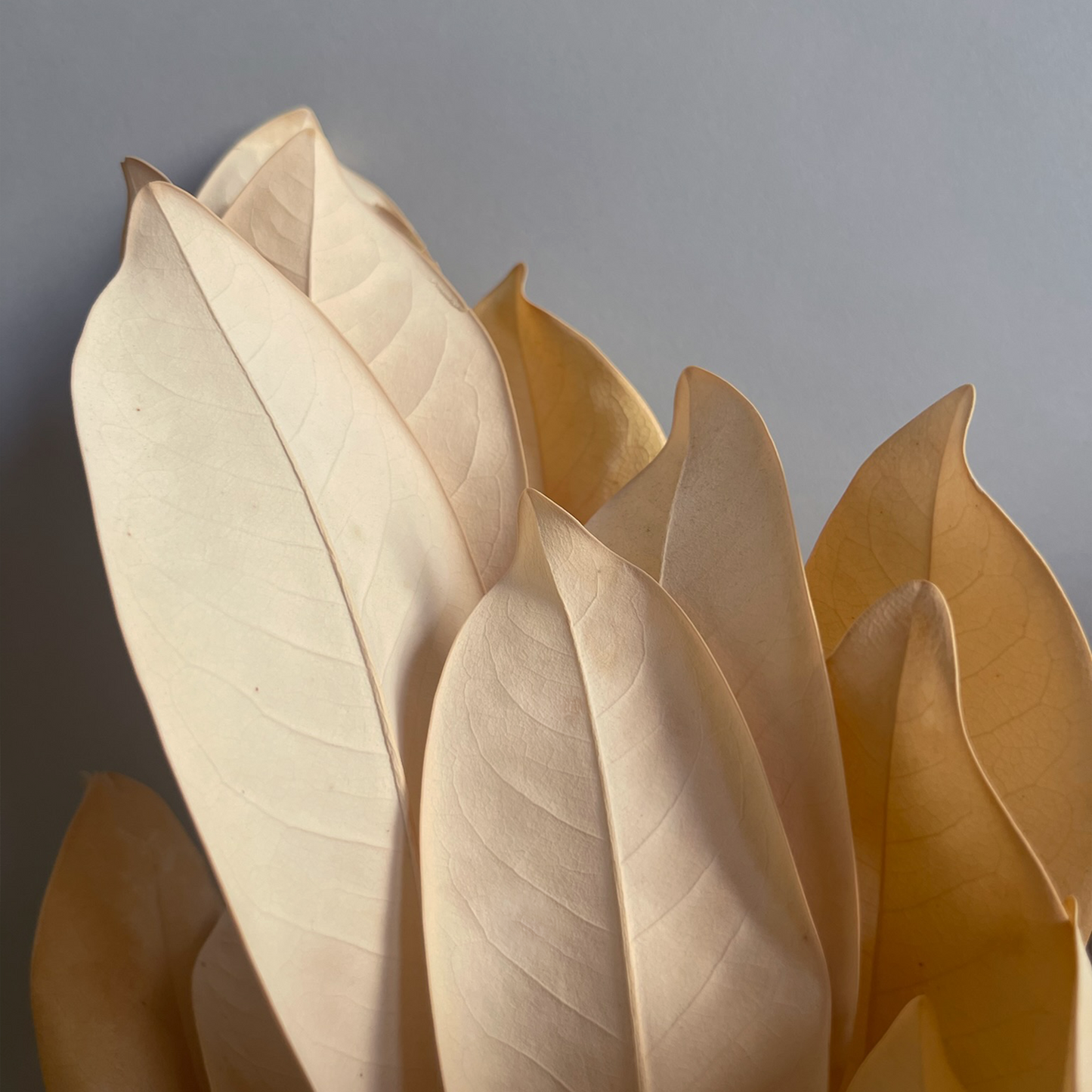 Closed up preserved golden magnolia leaves.