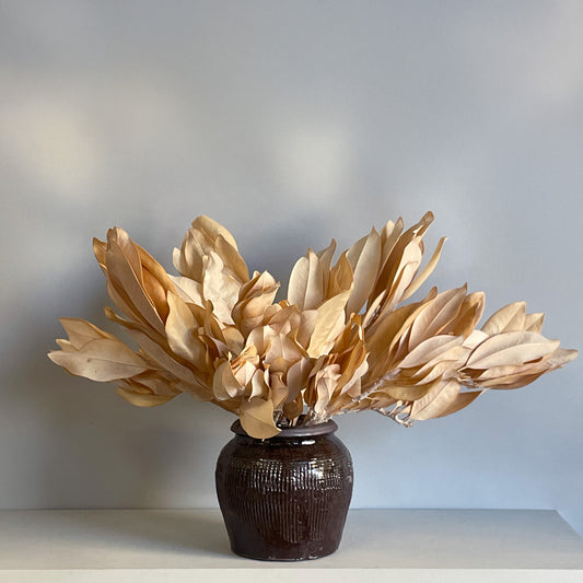  A preserved arrangement of golden magnolia leaves in a rustic brown ceramic ginger jar, highlighting the warm, rich tones of the magnolia.