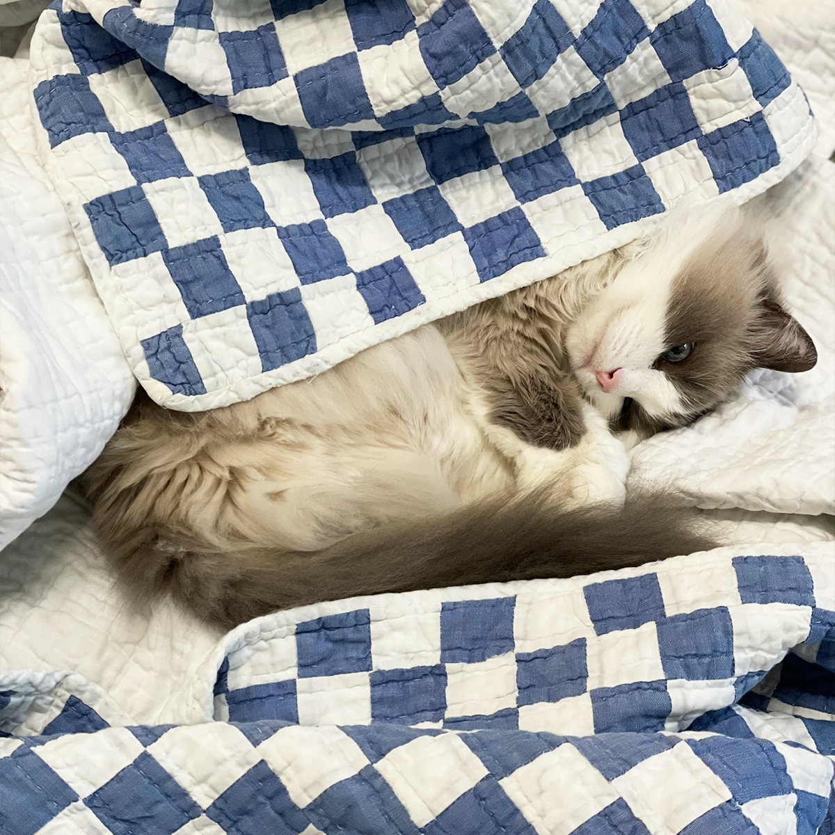 Dottie, the Los Angeles Floral Company shop cat, cozily wrapped in a vintage Ralph Lauren blue and white quilt, featured on the ‘Our Hope’ page within the Our Story section.