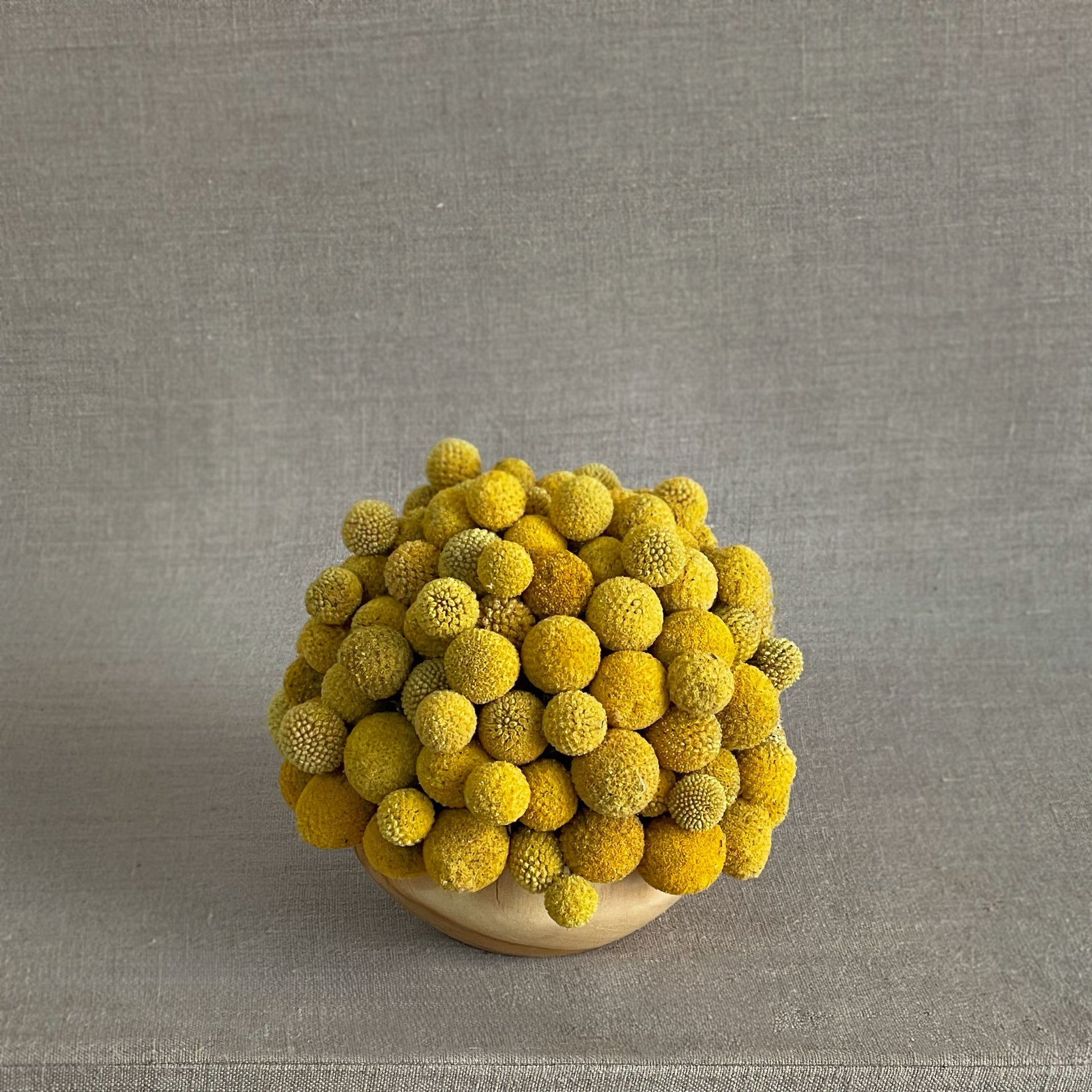 Bright preserved Craspedia blooms in a teakwood bowl, featuring vibrant yellow spheres for a playful, modern floral display.