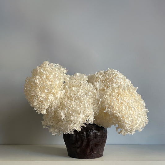 A preserved arrangement of white hydrangeas in a handcrafted ceramic ginger jar, showcasing the full, soft blooms in a timeless rustic setting.